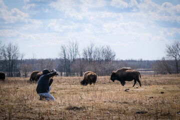 Bison in field