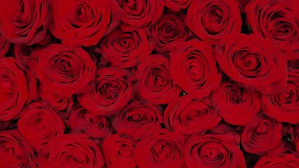 Red bouquet of roses in the hands of a woman.Red roses bouquet.Valentines Day flowers. huge bouquet of one hundred red roses. Female hands with red nails hold a large bouquet. 4k footage