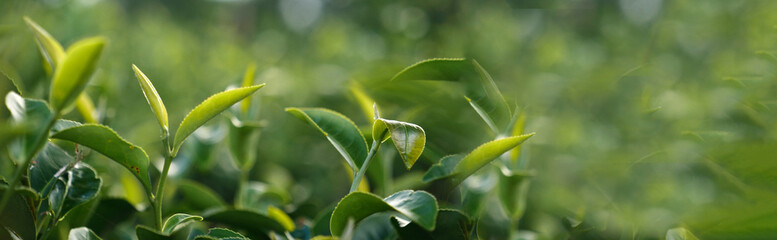 Banner Green tea tree leaves field young tender bud herbal Green tea tree in camellia sinensis organic farm. Panorama Fresh Tree tea leaf plant green nature in herbal farm background with Copy Space