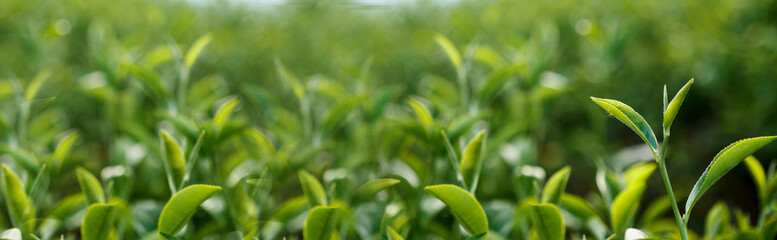 Banner Green tea tree leaves field young tender bud herbal Green tea tree in camellia sinensis organic farm. Panorama Fresh Tree tea leaf plant green nature in herbal farm background with Copy Space