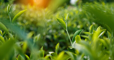 Green tea tree leaves field Fresh young tender bud herbal in farm on summer morning. Sunlight Green tea tree plant camellia sinensis in organic farm. Close up Tree tea plant green nature in morning