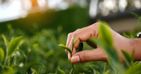 Fototapeta premium Woman Hand holding harvest plucking black green tea herbal agriculture. Woman work Black Tea farm harvest. hand plucking green tea tree picking bud young tender camellia sinensis leaves organic farm