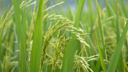 Rice Field Green agriculture ecosystem Asian rice paddy field Vietnam green farm. Harvest agriculture planting cultivation golden green rice terraces in organic farm with tropical natural sunrise.