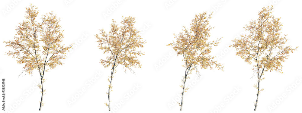 Poster deciduous trees isolate transparent background.3d rendering png