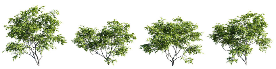 Cutout trees shapes collections,Acer ginnala isolate transparent background.3d rendering PNG - obrazy, fototapety, plakaty