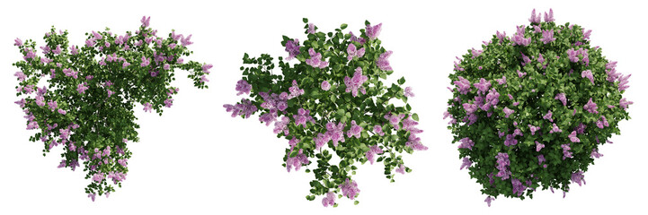 Top view jungle flower,Syringa vulgaris isolated transparent background.3d rendering PNG