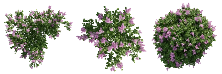 Foto op Plexiglas Top view jungle flower,Syringa vulgaris isolated transparent background.3d rendering PNG © Chayanee