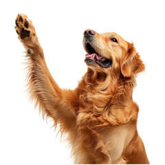 Golden retriever raise his hand to say hello isolated on transparent background, cut out, png