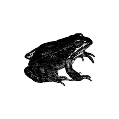Oregon Spotted Frog hand drawing vector isolated on background.