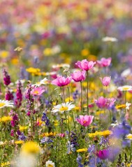 field of flowers