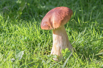 Forest edible healthy fresh porcini mushroom close-up. 