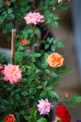 Colorful rose flower blooming in the winter season.