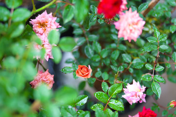 Colorful rose flower blooming in the winter season.