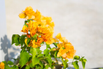 Orange bougainvillea flowers in a white pot for garden decoration.
