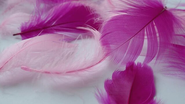 White and pink feathers sway in the wind. Soft  touch. Lightness of feathers. Tenderness. Feathers are epidermal growths that form a distinctive outer covering, or plumage, avian bird and dinosaurs.