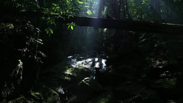 Sinharaja rainforest in Sri Lanka. Top view, aerial video filming.