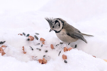 A small songbird from the tit family, the tufted titmouse, feeds on peanuts and seeds in the winter forest.