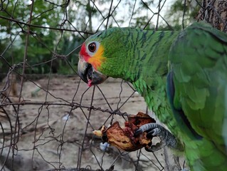 LORO COMIENDO