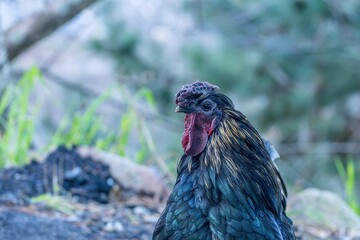 神の使いと言われるカラフルな長鳴鶏メス