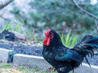 神の使いと言われるカラフルな長鳴鶏オス