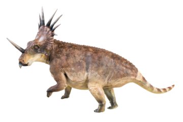 Styracosaurus dinosaur on isolated background