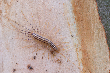 House Centipede