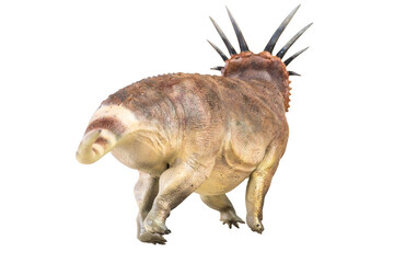 Styracosaurus dinosaur on isolated background