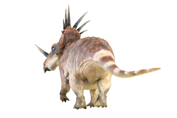 Styracosaurus dinosaur on isolated background