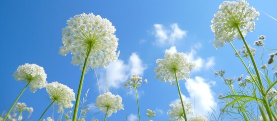 Umbel Queen Anne's Lace Against the Blue Sky: A Floral Delight featuring the Umbel, Queen Anne's Lace, and the Vibrant Blue Sky backdrop. - obrazy, fototapety, plakaty