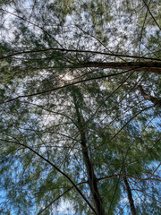 Fototapeta premium trees in the forest