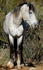 Portrait of Salt River Wild Horse 
