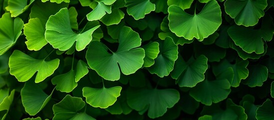 Vibrant Green Leaves of the Ginkgo Tree: A Stunning Display of Green Leaves, Ginkgo Leaves, and Green Leaves of the Ginkgo Tree.