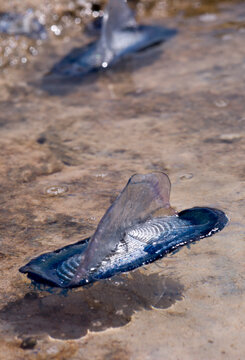 jellyfish on the beach Velella o barchetta di San Pietro (Velella velella Linnaeus, 1758).Is Arutas, Cabras, OR, Sardegna. Italia