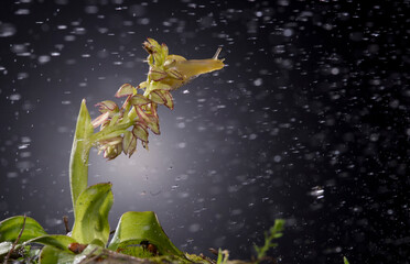 Orchidea, Orchid Orchidea, Orchid