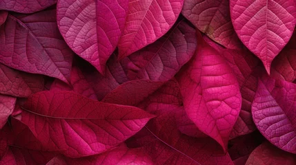 Photo sur Plexiglas Bordeaux vibrant colorful tree leaves form an intricate pattern