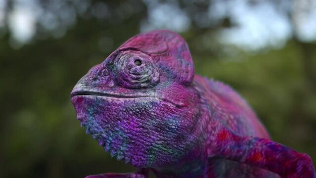 Close up of a chameleon changing colors. 3D animation.