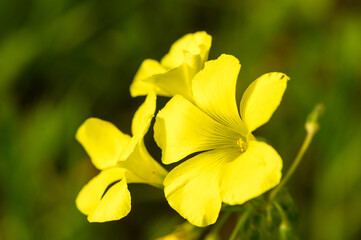 yellow wildflowers on a sunny winter day 1