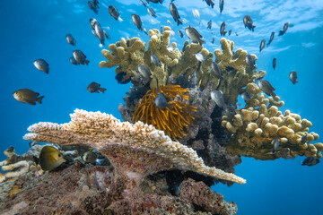 Tropical fish schooling above pristine hard coral reef in the Pacific Ocean