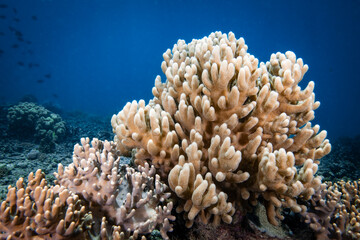 Colorful soft corals on coral reef in the Pacific Ocean