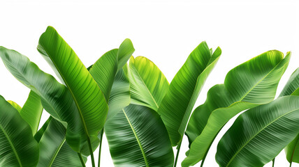 Banana green leaves isolate on white background.