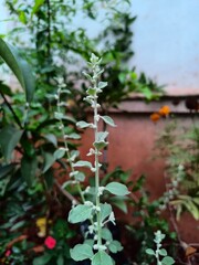 Green plant in the garden 