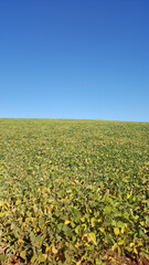 Plantação de soja com folhas verdes e amareladas, e céu azul sem nuvens.