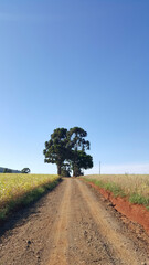 Plantação de soja margeando estrada rural de pedras em direção a araucárias, árvores...
