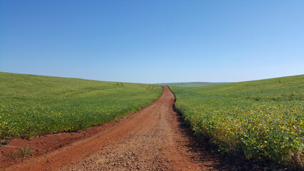 Paisagem com estrada rural passando por entre planta&ccedil;&atilde;o de soja, e c&eacute;u azul