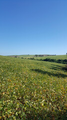 Fototapeta premium Composição vertical de paisagem do norte paranaense brasileiro de plantação de soja, e céu azul .