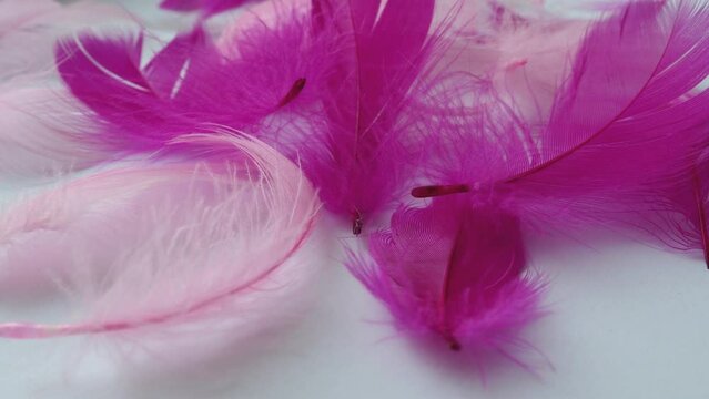 White and pink feathers sway in the wind. Soft  touch. Lightness of feathers. Tenderness. Feathers are epidermal growths that form a distinctive outer covering, or plumage, avian bird and dinosaurs.