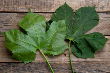 Nutrient-rich Chaya leaves: culinary versatility