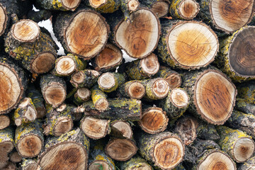 A detailed view of stacked wood logs showing the natural textures and patterns of the cut timber and moss growth