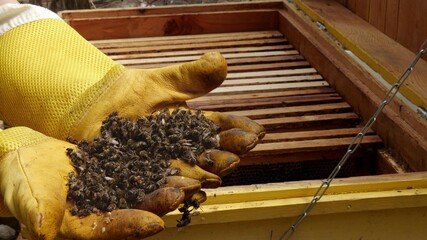 Colony Collapse Disorder. Beekeeper holding a dead bees. Pesticides, the varroa mite, disease, 5G