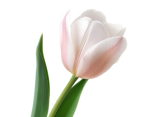 Flor tulipa com fundo transparente para uso criativo.